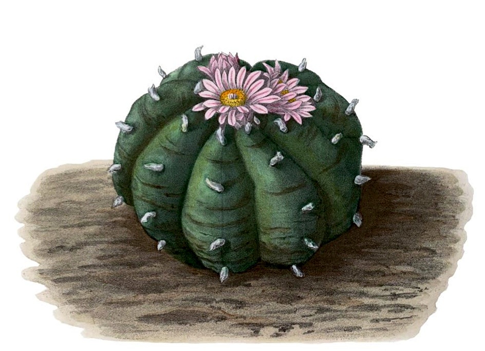 peyote as conceived by ChatGPT