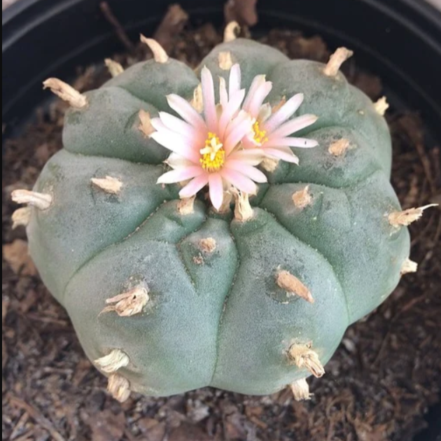 peyote as conceived by ChatGPT