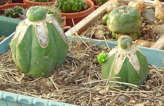 picture of peyote cacti