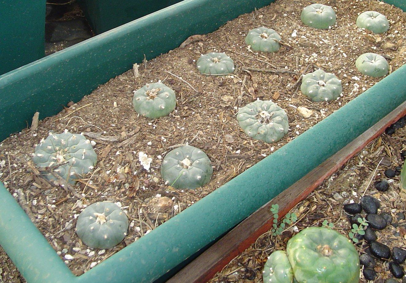 picture of peyote cacti