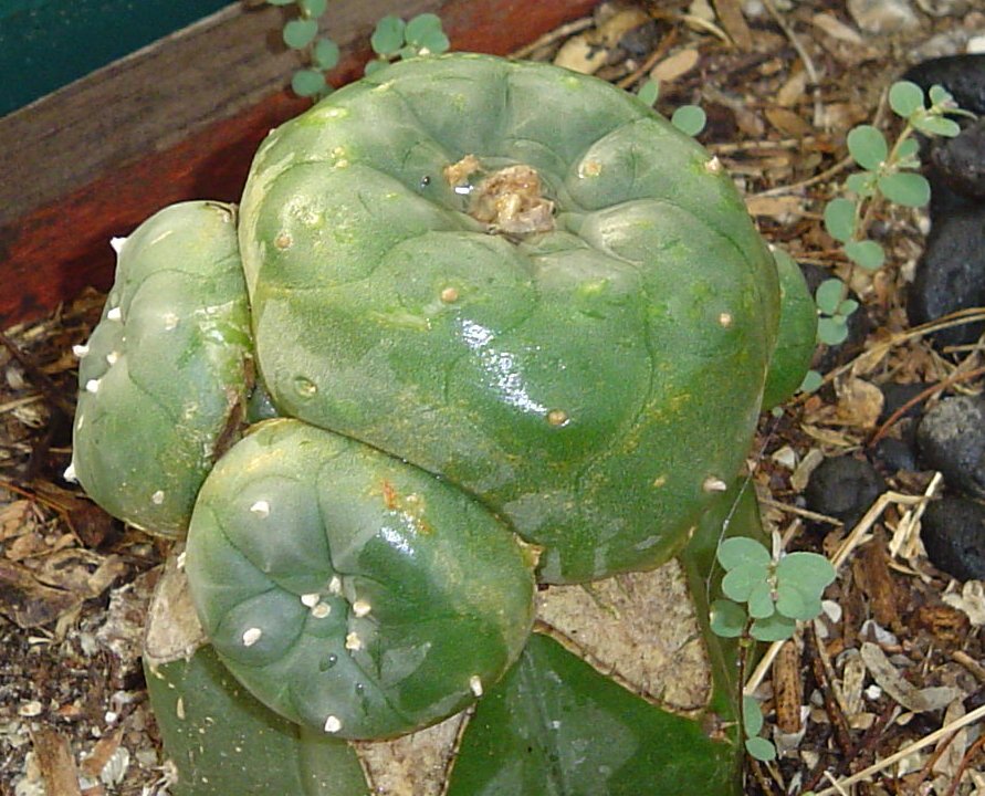 PEYOTE picture