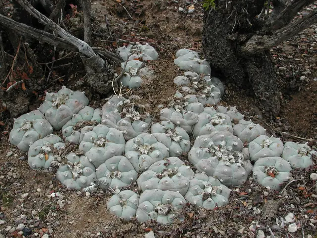 A colony of wild peyote cacti, low blue-green domes, growing in the shade of a desert shrub