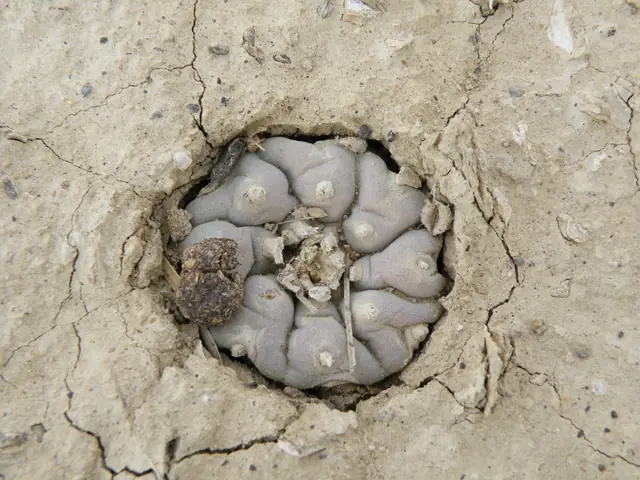 A single wild peyote cactus drawn down into cracked pale desert soil