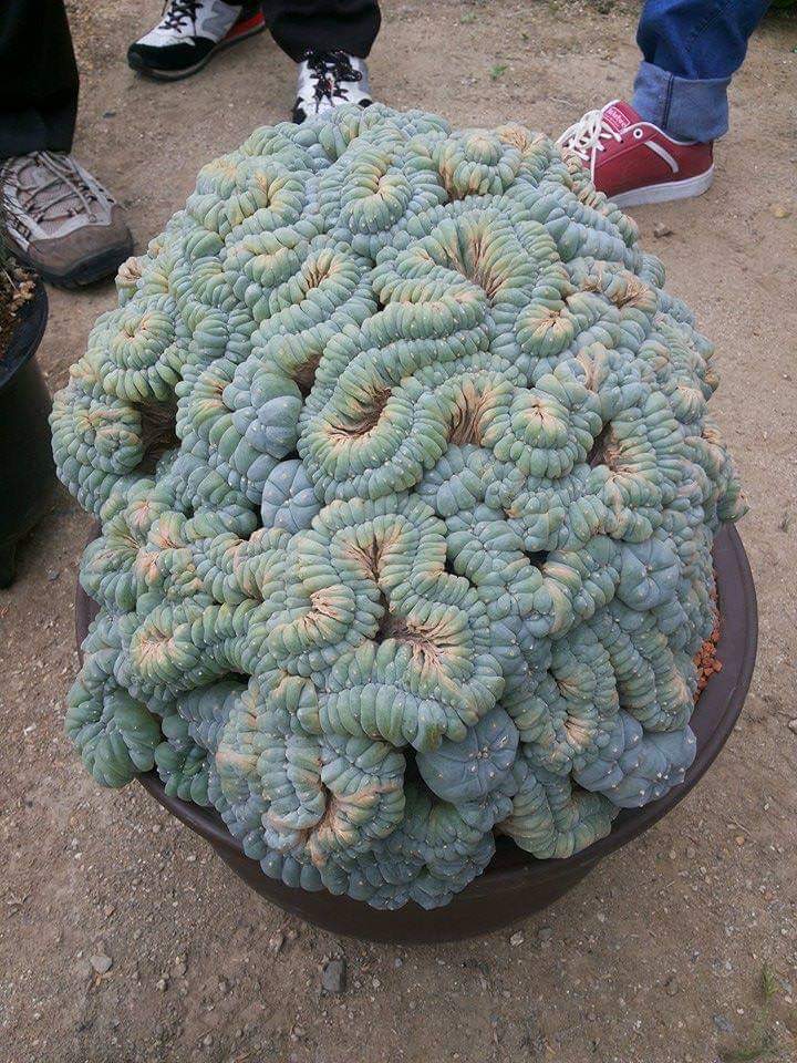 a rather big peyote cactus