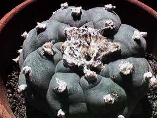 Lophophora williamsii